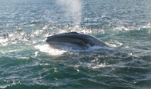 Whale & Dolphin Wildlife Cruise